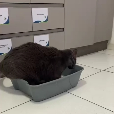 смешной кот