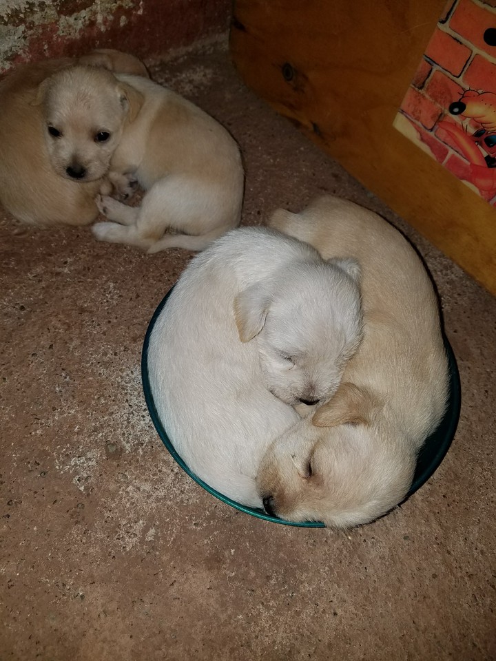 Babys chihuahuas.
