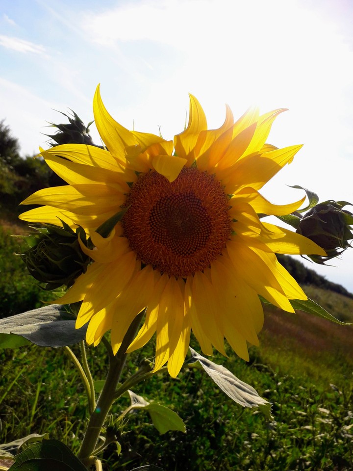 Sunflower