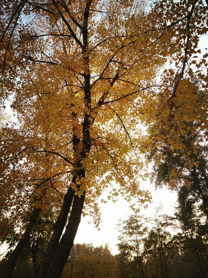 Fall