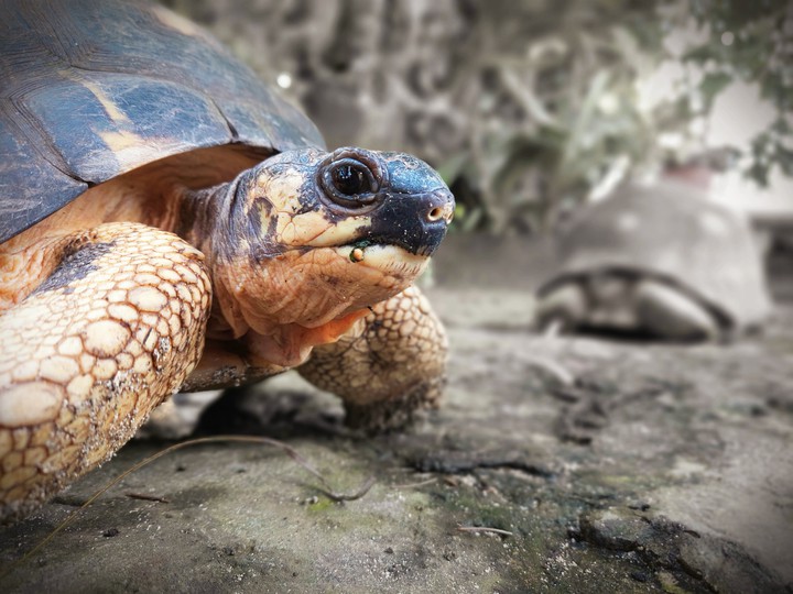 Tortoise