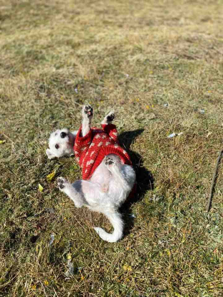 dog happy