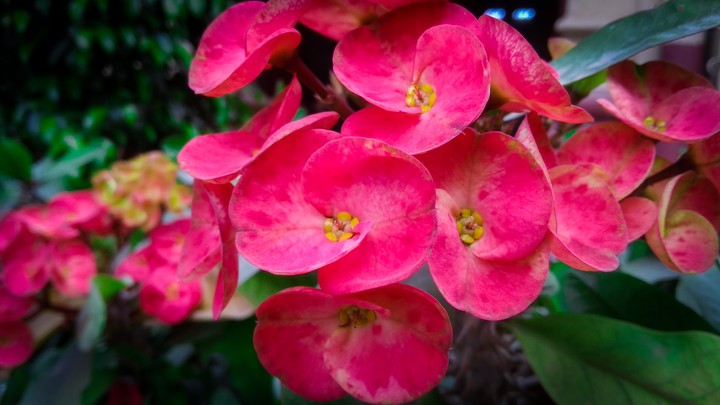 flower