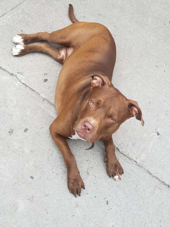 luke 4 años