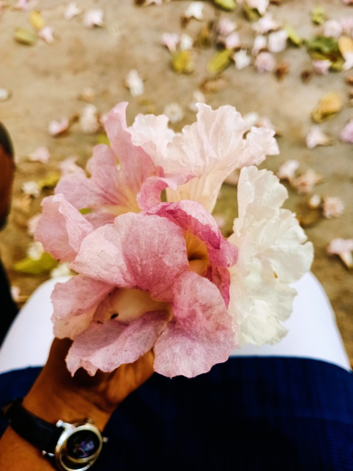 bloom in air??