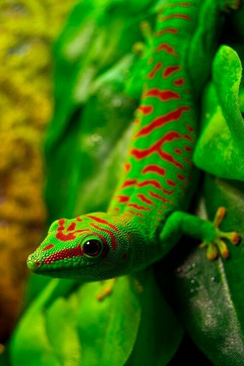 pura naturaleza
