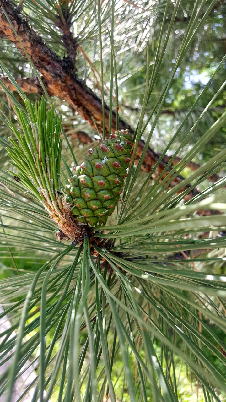 Fir cone