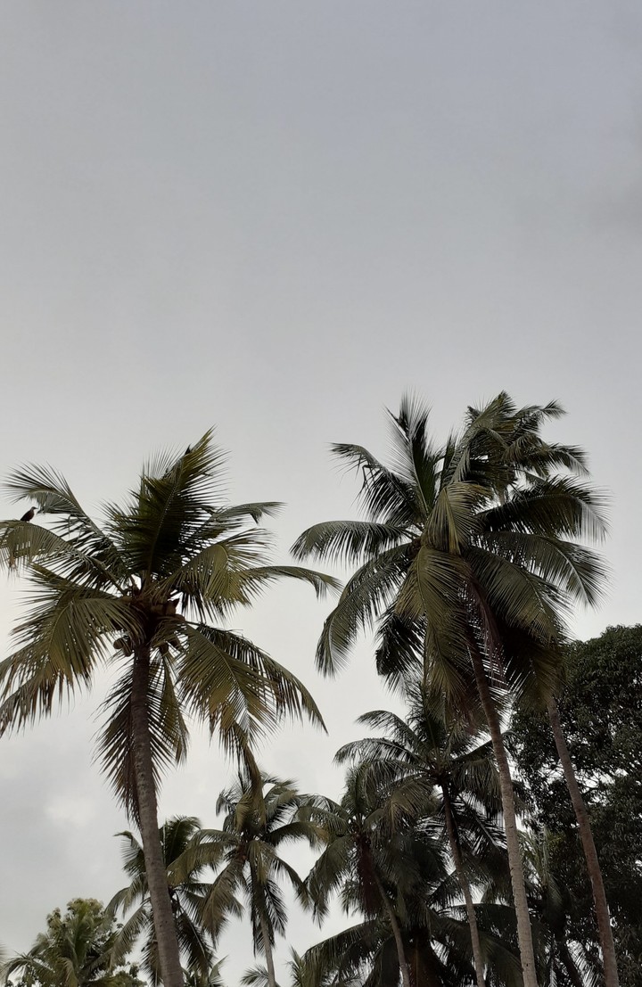 coconut tree