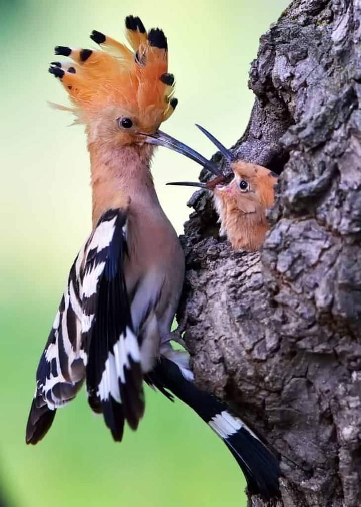 Birds