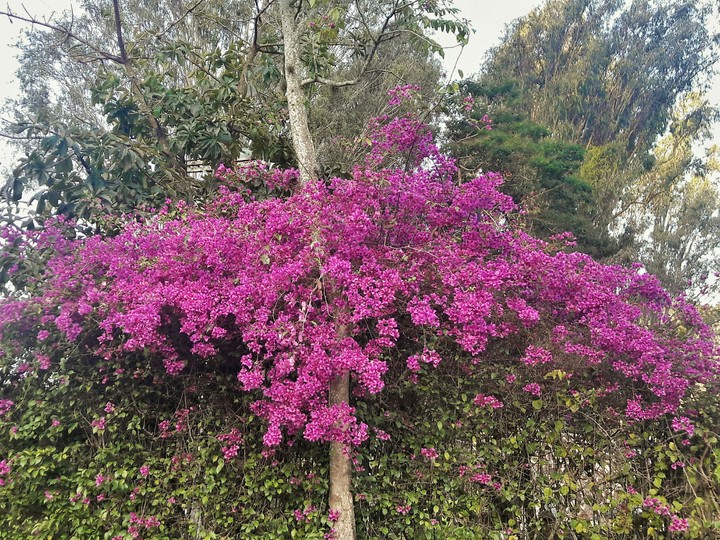 pink flower