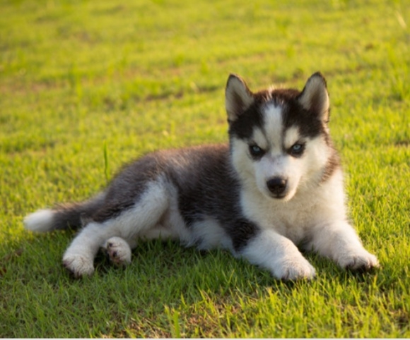 Puppy Huski