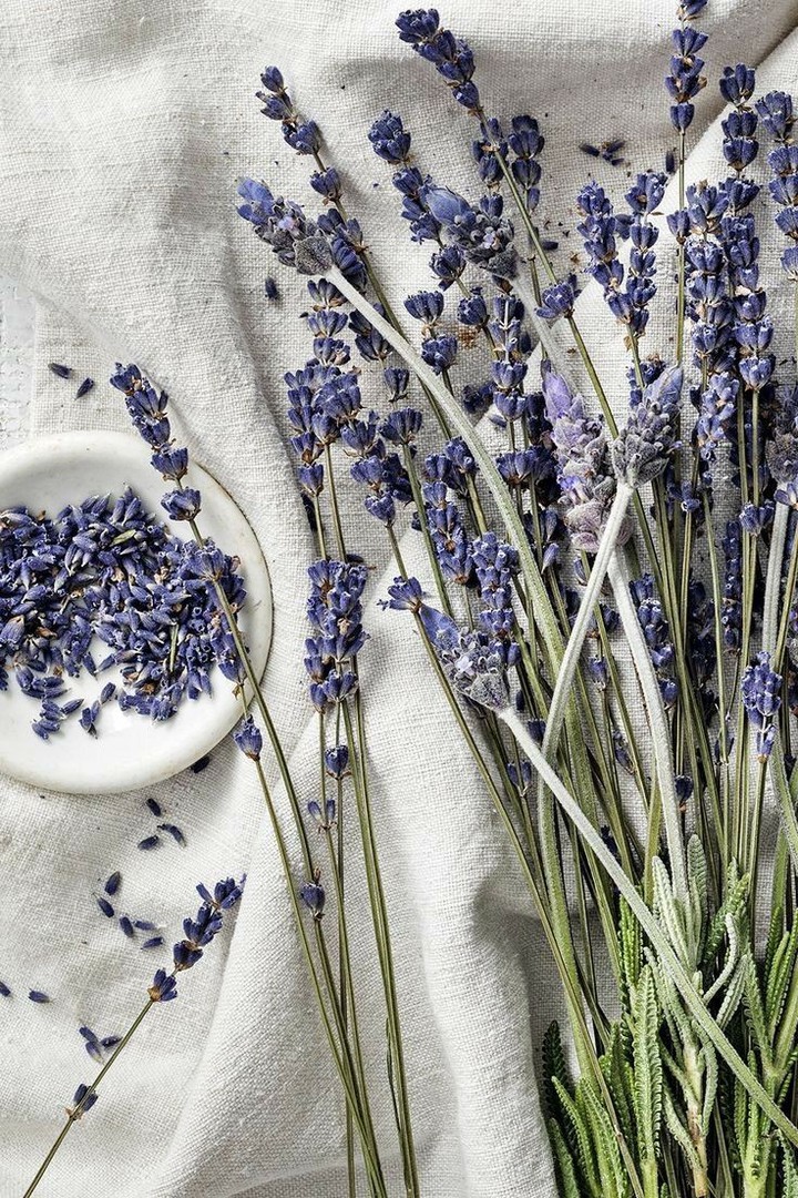 lavender