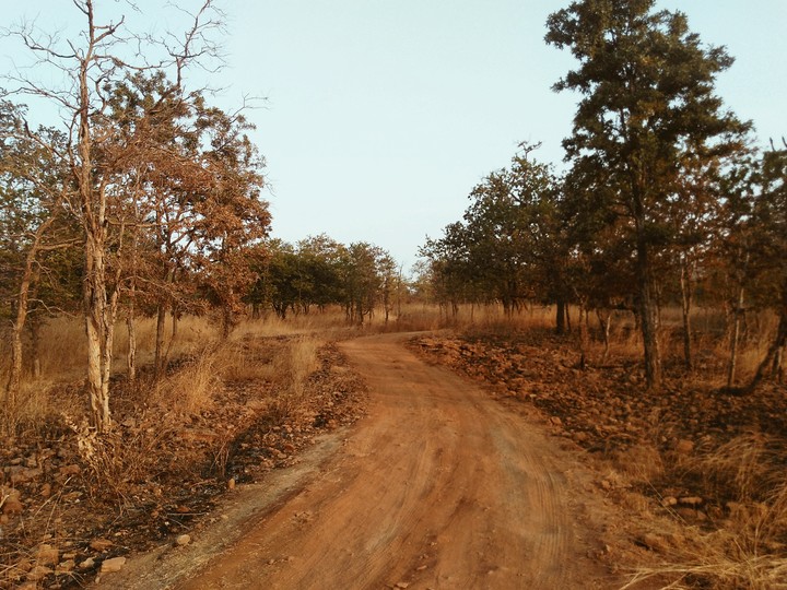 The Jungle