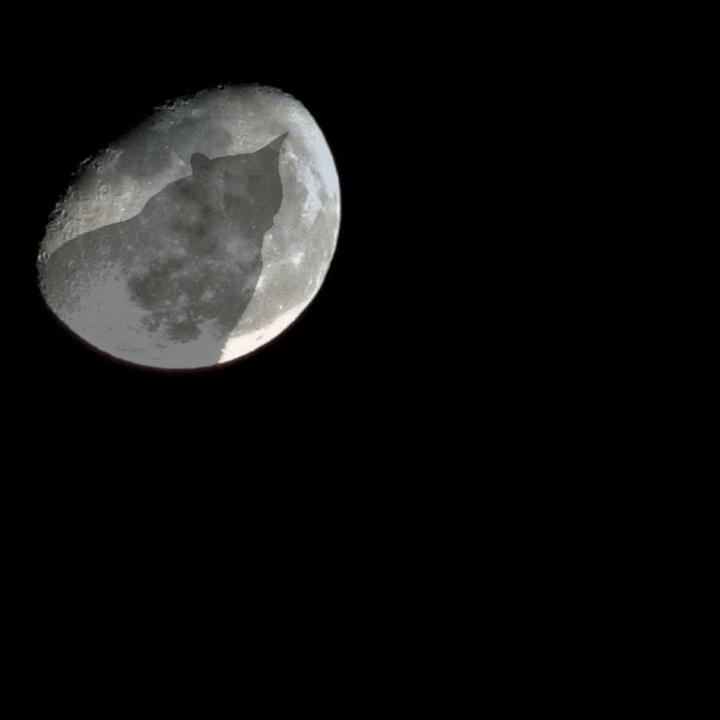 dans la lune