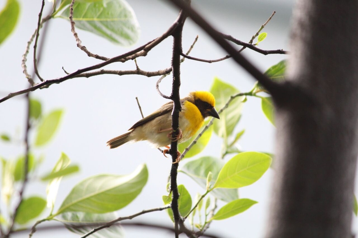 BIRD