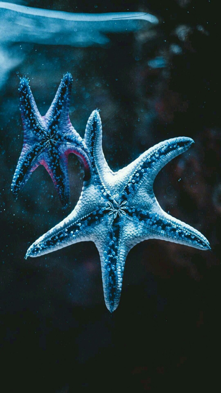 starfish