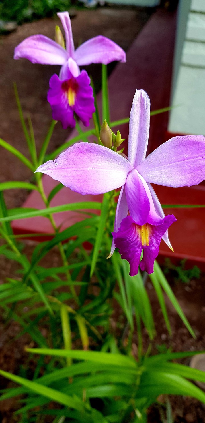 Srilankan Flower