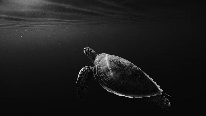 Turtle