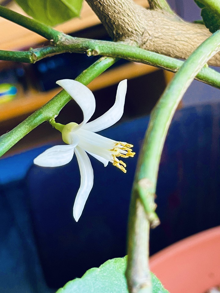 Lemon flower