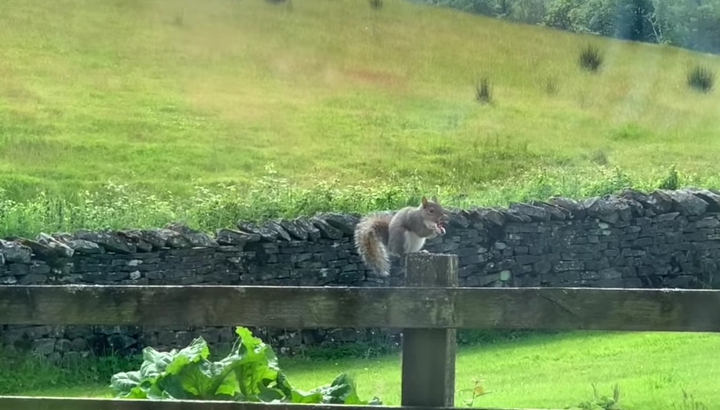 Mr. SQUIRREL ON THE GO