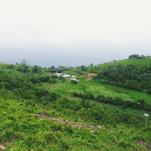 vegetation, 植物桌布