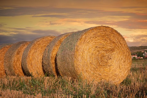 Hay, steppe वॉलपेपर