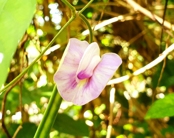 clitaria