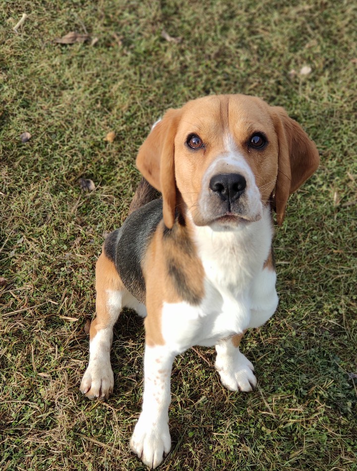 Beagle. It is so lovely