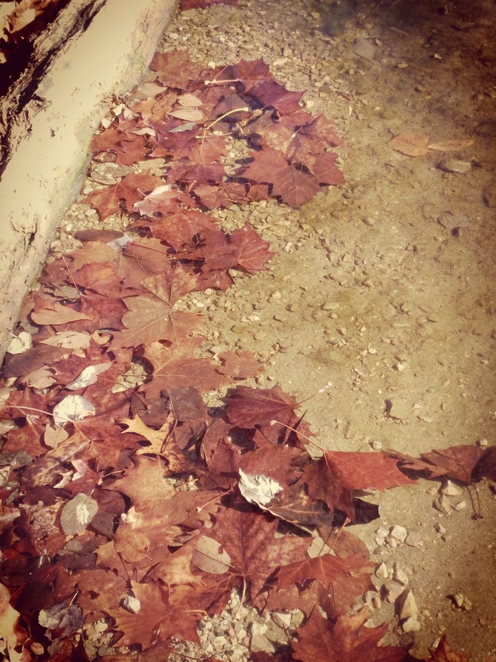 Fall colors beneth the water !!