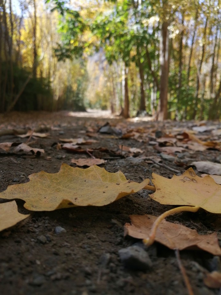 fall is coming