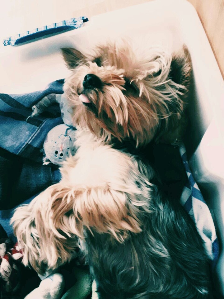 It's my dog. She's 1 years old, and her names Lotti!