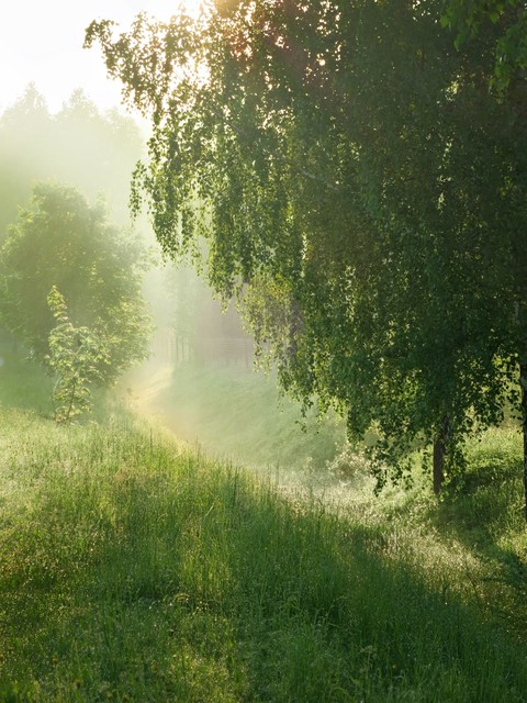 sfondi green, fog
