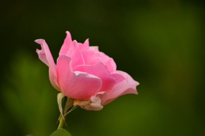 pink rose