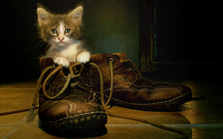 wo ist meine Katze.?