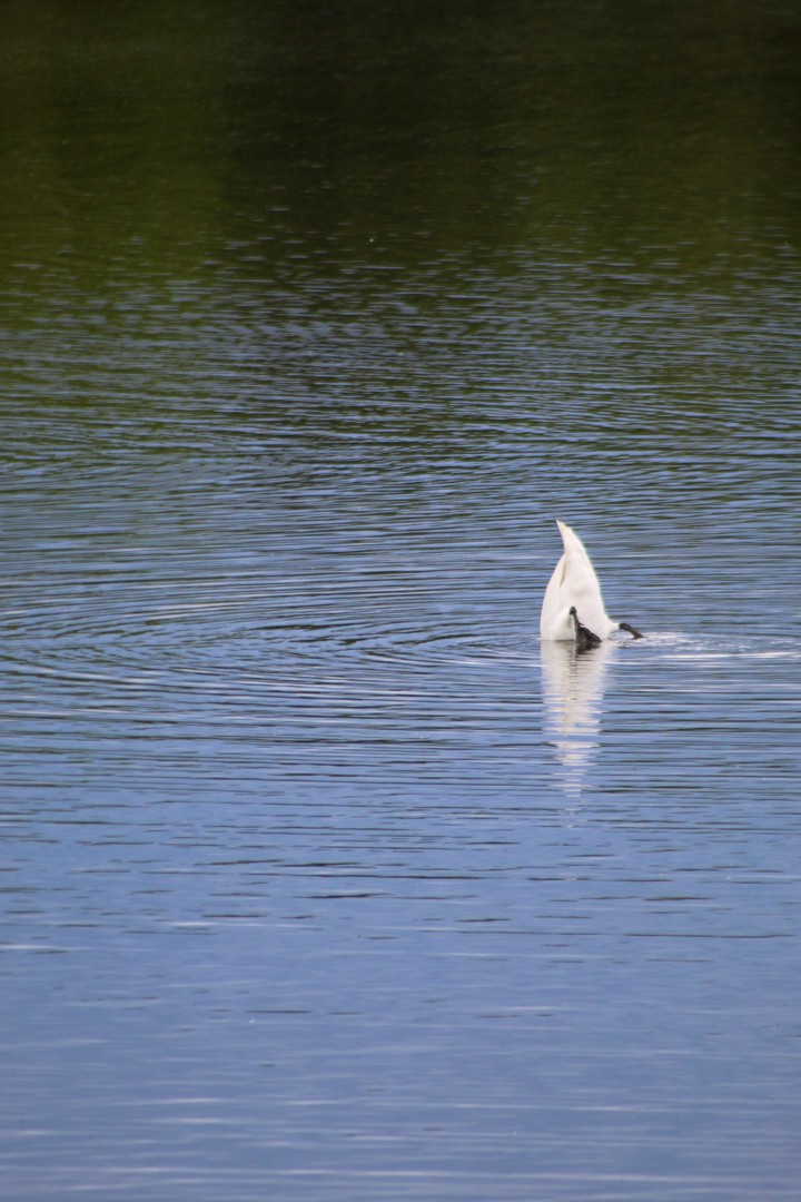 Just swan butt