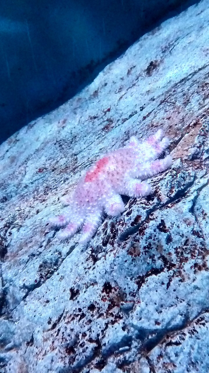 star fish