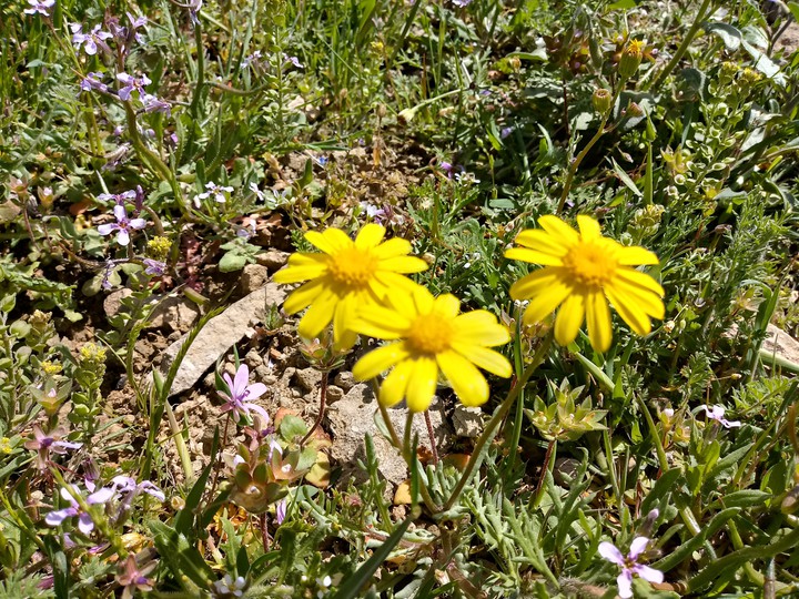 Yellow Flower