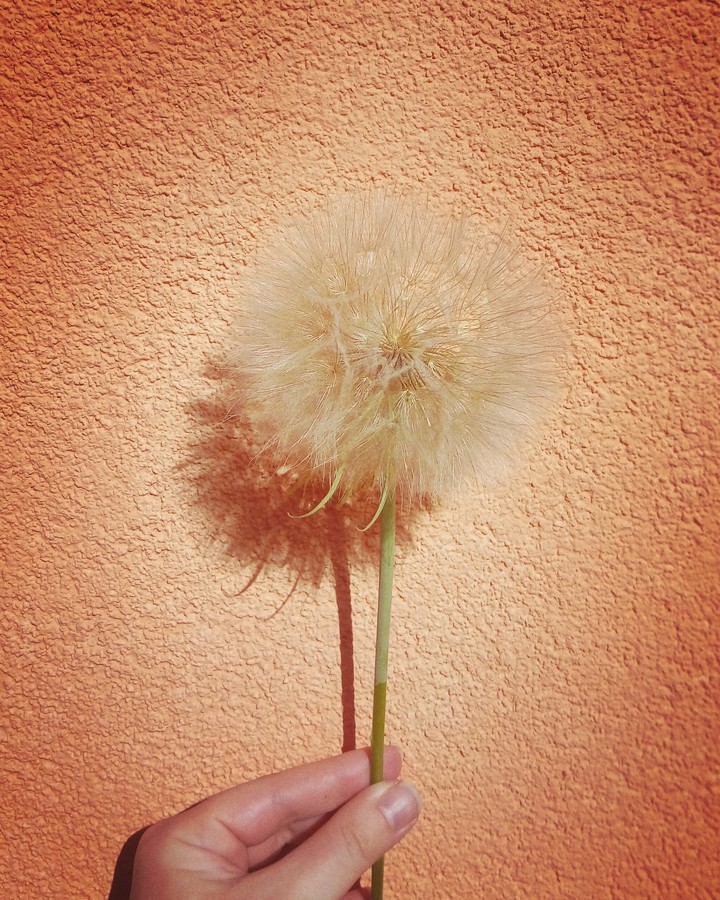 Dandelion