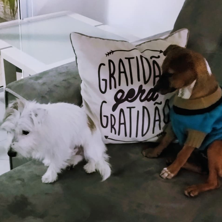 gratidão