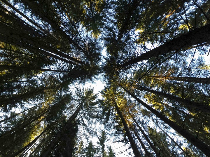 forest hole