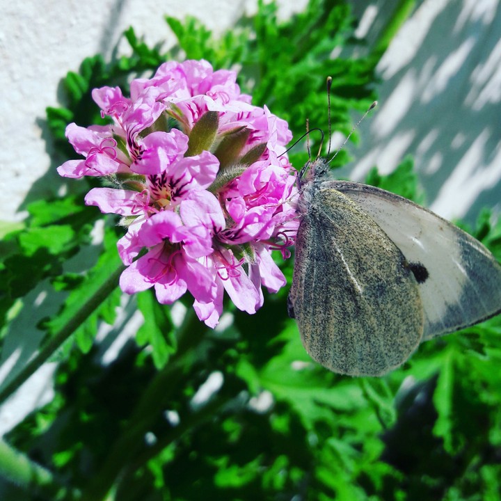 nature