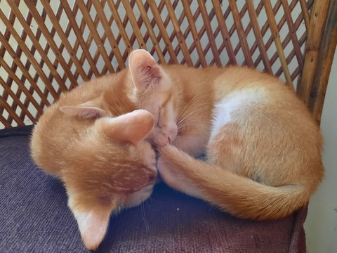 cutie kitty