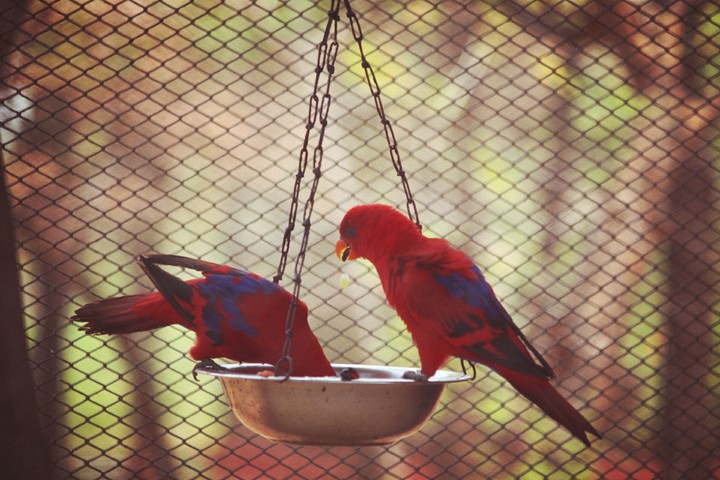 red birds very cute