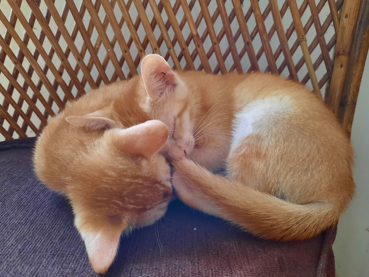 cutie kitty