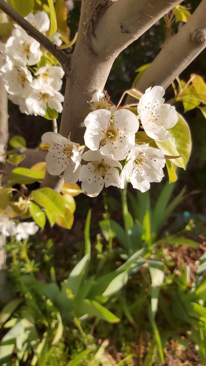blossoms