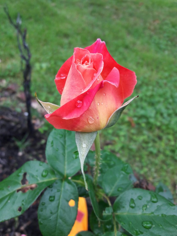 Almost bloomed