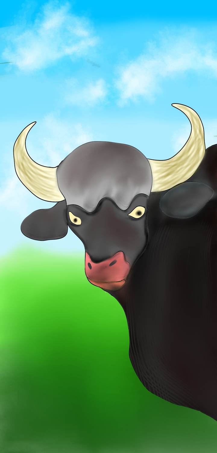 bull