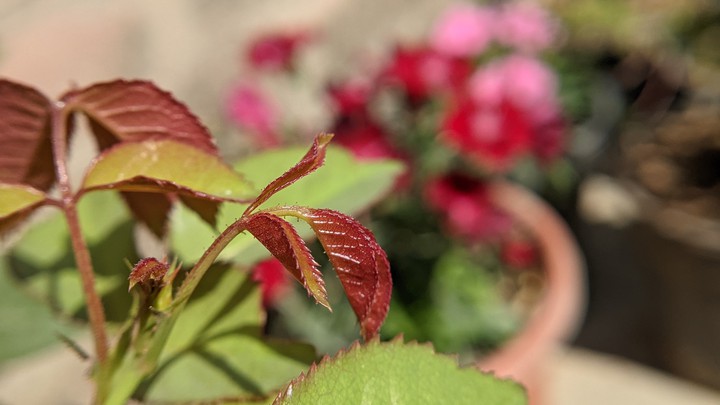 flower