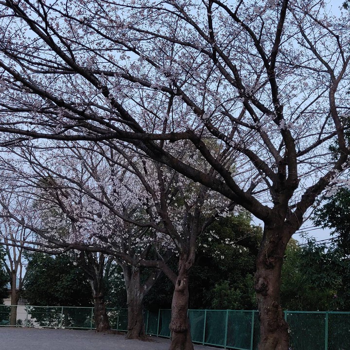sakura park