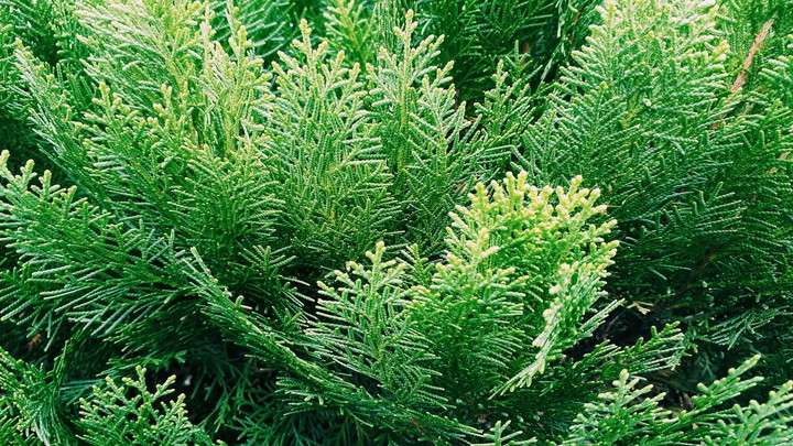 Deep Green